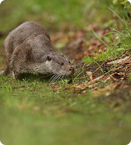 Cane Rats (Grasscutters)