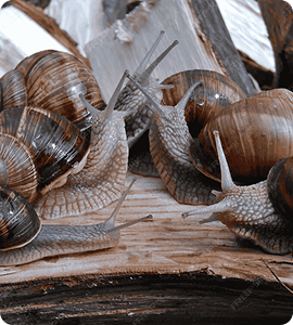 Snails
